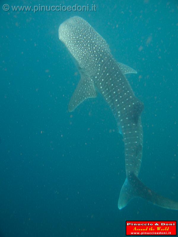 Djibouti - Gli Squali Balena di Gibuti - 03.jpg